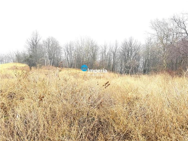 Casa P 4 cam, 2 bai, 500 mp, Paun  Bucium - 4