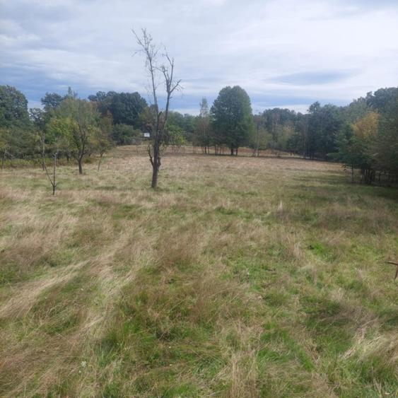 Teren agricol 25826 mp cu padure - 4