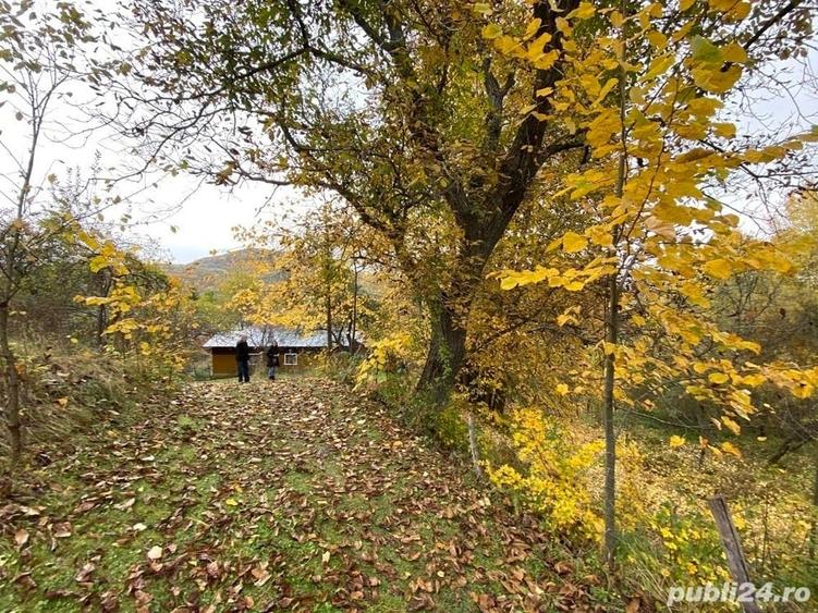 Teren de 6000 mp, în Provița de Sus