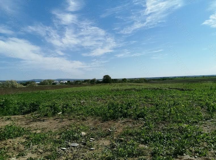 Teren de 6200 mp, în Săsenii Noi