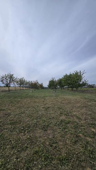 Teren intravilan cu livada, 1500 mp, cu utilitati Cordau - 5