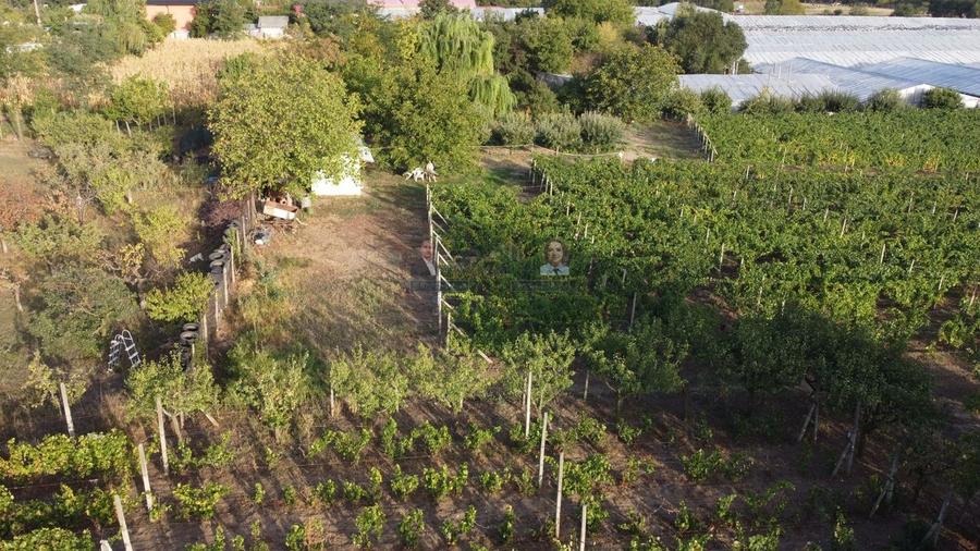 Teren intravilan Tecuci/Podgorie si Pomi Fructiferi/5000 mp - 12