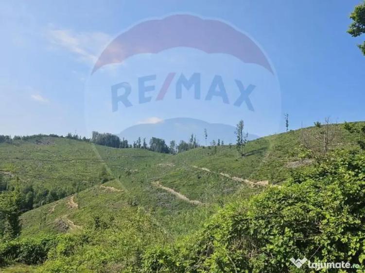 Pasune 21 ha pretabila pentru panouri fotovoltaice,impadurit - 1