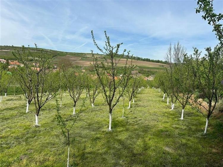 teren construibil cu livada pomi,sat Hasag,jud.Sibiu,comision 0 - 5