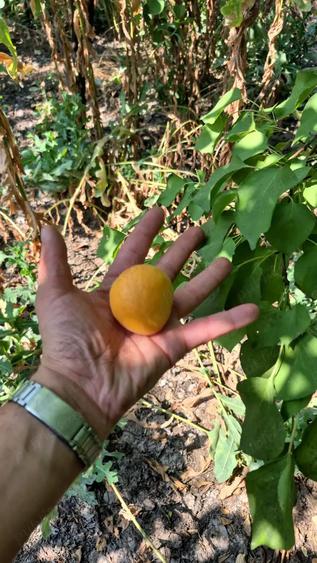 Casa cu spatiu comercial si livada de vanzare - Crangu - Teleorman - 5