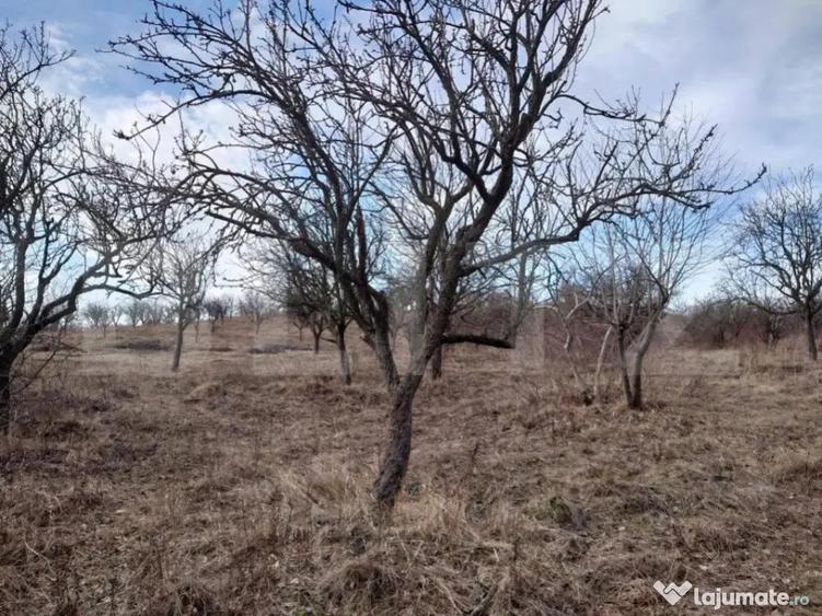 Teren intravilan 3712 mp + 2600 mp extravilan in Dobrovat - 2