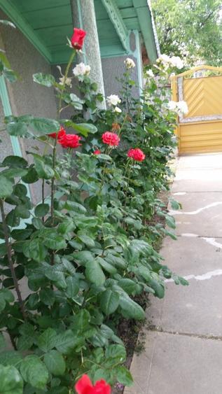 Vand casa Cudalbi - 2