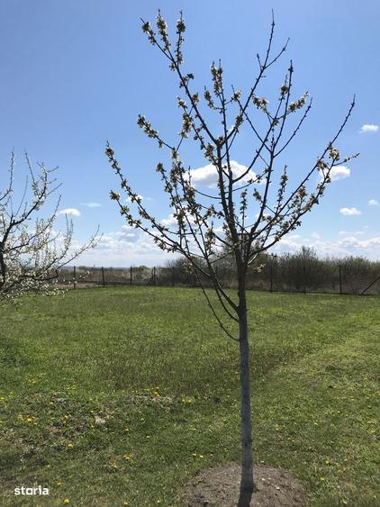 Teren 3000 mp cu pomi fructiferi - 1
