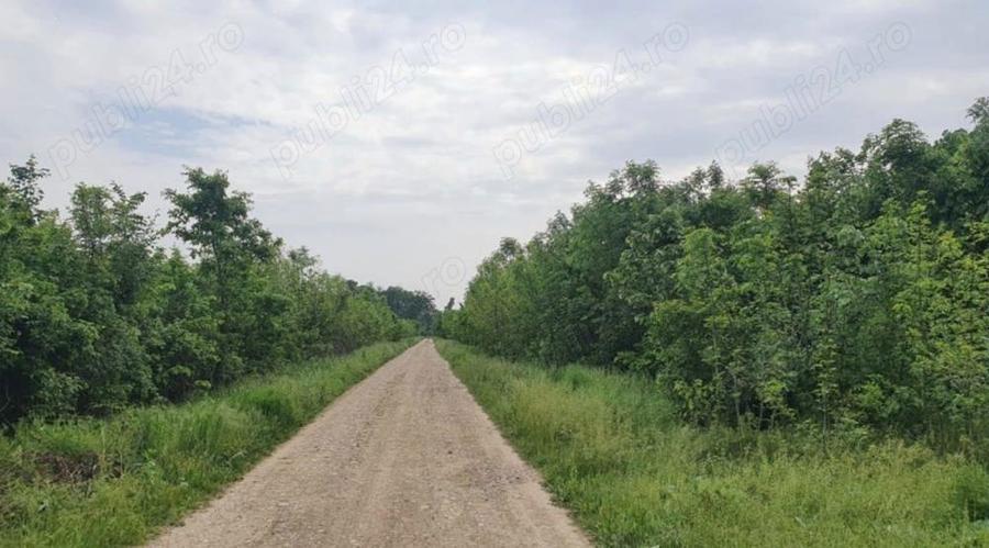 Teren 1250 mp Ciofliceni- Snagov - 1