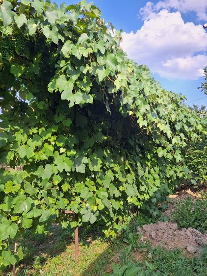 CASA NOUA PE UN NIVEL CU 4 CAMERE DOUA  BAI,LIVING, BUCATARIE  19 ARI TEREN - 16