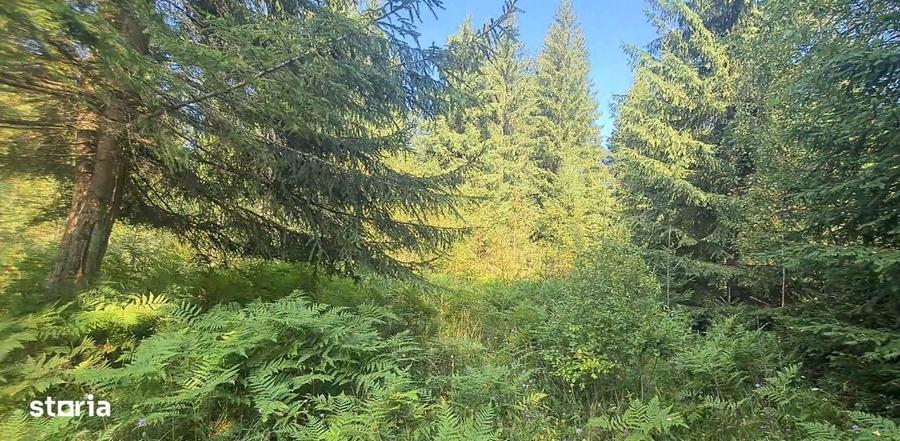 Vatra Dornei - Saru Dornei, Teren S = 6450 mp; 13 km de Vatra Dornei - 4