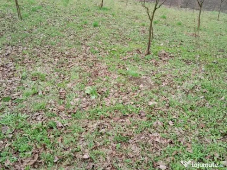 Teren intravilan de vanzare in Calarasi langa Turda! - 5