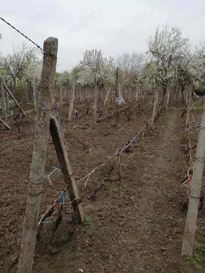 Vand teren intravilan , cultura de vie si casa batraneasca - 7