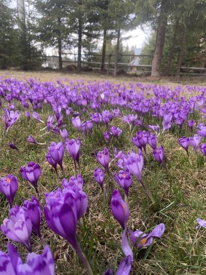 Cabana Luncile Prigoanei - 5
