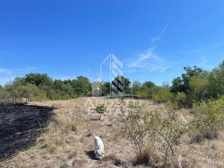 Casa cu teren 3407 mp, la asfalt, Seceani, 26 km de Timisoara. - 4