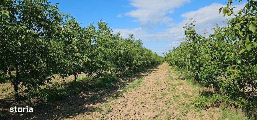 Vanzare plantatie/ferma de nuci, 2000 pomi, 14ha, Prahova - 6