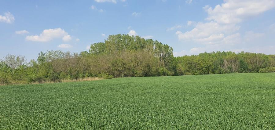 Teren agricol intravilan de 16872 mp, în Butimanu
