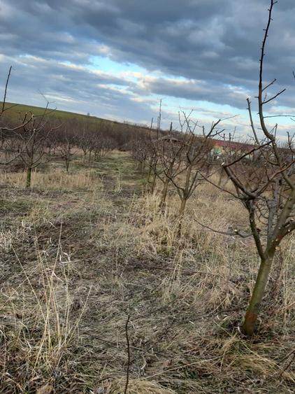 Vind teren in Fedeleseni-Strunga, Iasi - 8