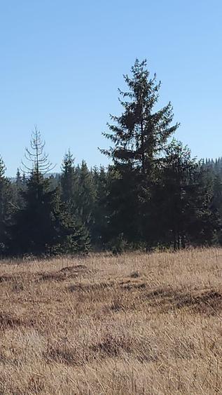 Vand 2 parcele Belis - 4