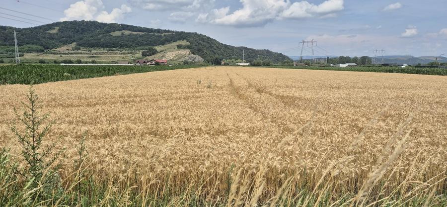 Teren  intre Sanpetru si Harman  la Drumul judetean - 5