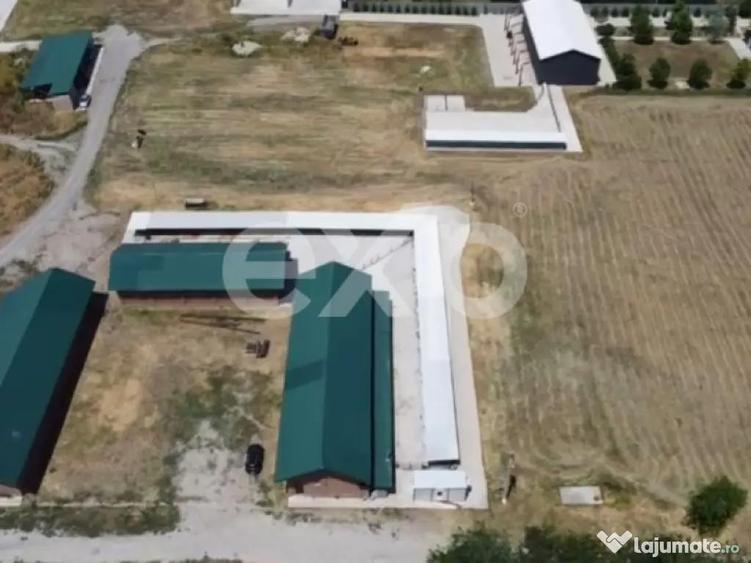 Black Angus Farm with authorized Slaughterhouse - 1