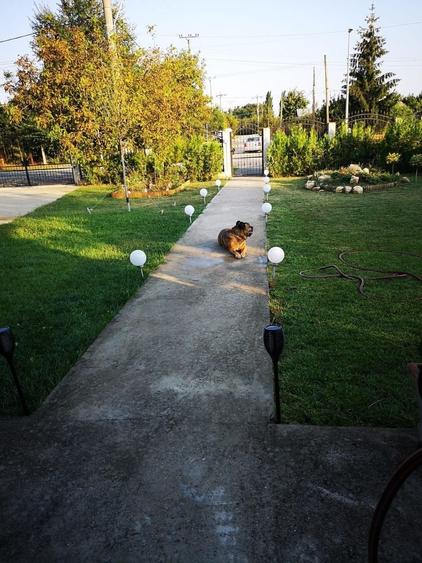 Comision 0% Casa Individuala Buftea P+M Palatul Stirbey Calul Balan Teren 1000mp - 44