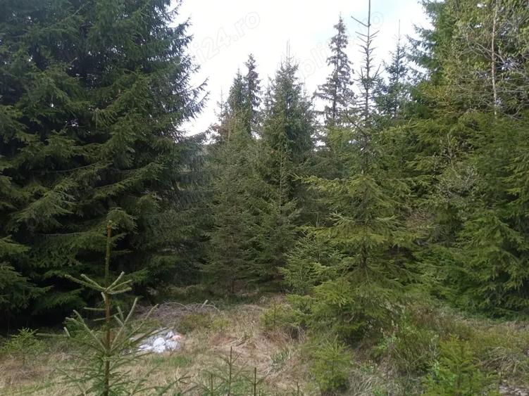 Teren de 653 mp, în Muntele Băișorii
