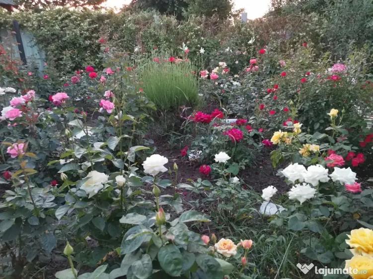 Teren de vanzare cu bucatarie si magazii 1128mp - 4