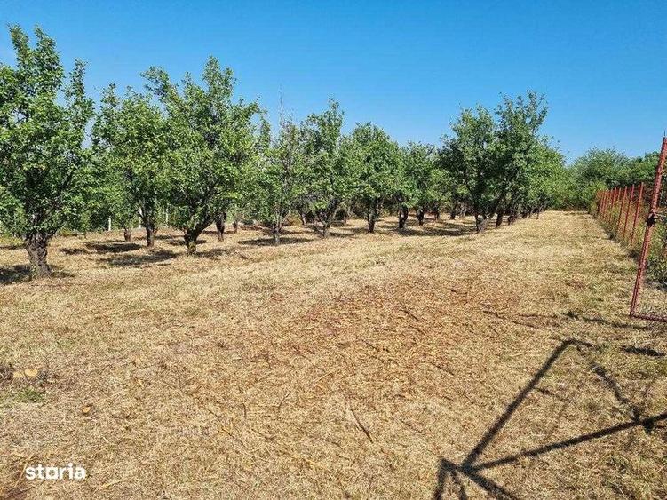 1600 mp teren in Barnova sat Pietrarie pe deal deasupra Primariei. - 2