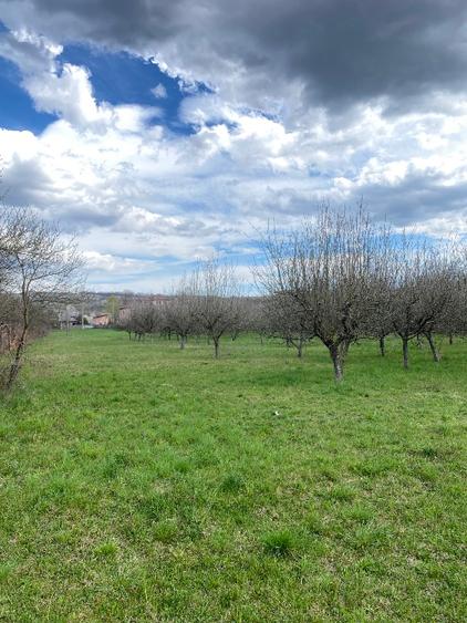 Teren intravilan 7000 mp - 6