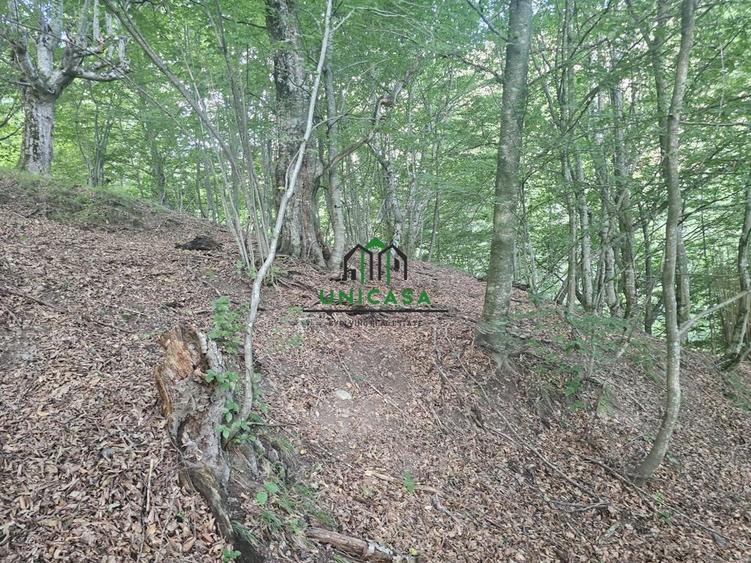 Teren extravilan  cu potential turistic - Brezoi - 1