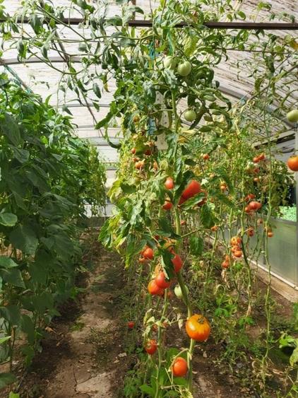 Refugiu verde în Snagov – Confort, spațiu și independență - 2