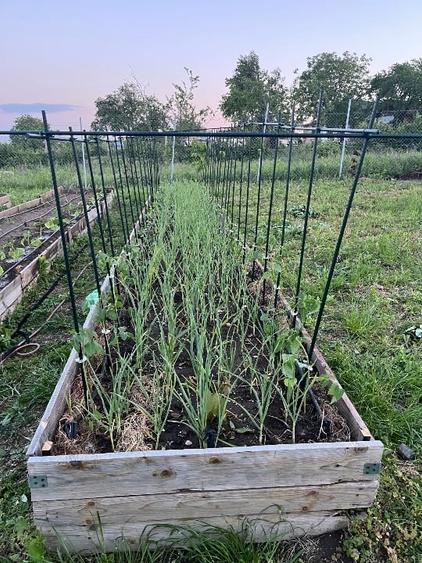 Teren intravilan negociabil pe Strada Principală Faraoanele | asfalt + utilități - 3