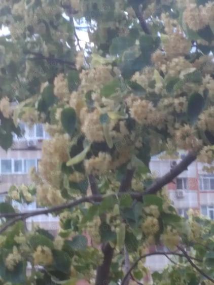 Vand apartament 3 Camere Decomandate, Baie cu geam, 64m2 , Mazepa - 10