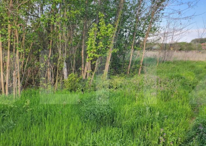 Teren 6650 mp, cu casa nefinalizata de 111 mp, in Nisipoasa - 4