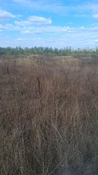 FlamIngo Park Teren intravilan BALOTESTI 15.000 EURO - 1