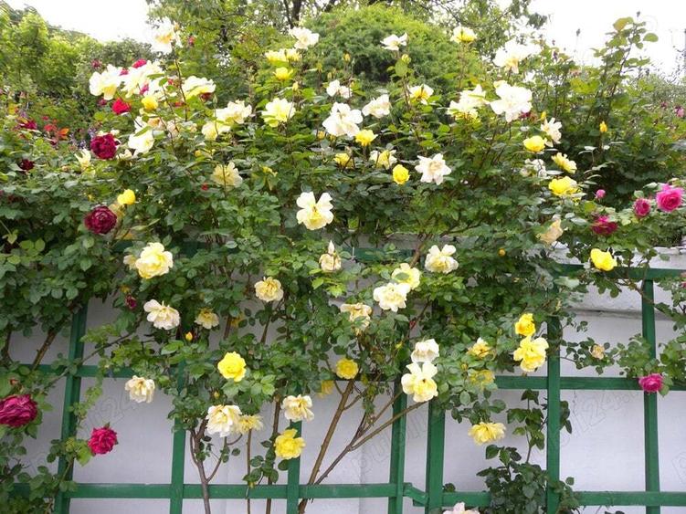 Vila de vanzare in orasul Valenii de Munte ,PH - 9