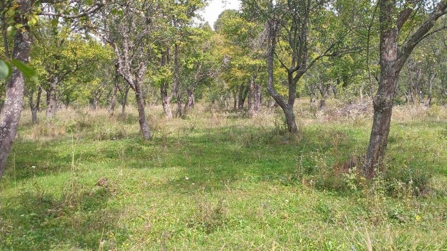 Teren extravilan 10.000 mp – Livadă de pruni, Dorolea (15 km de Bistrița) - 1