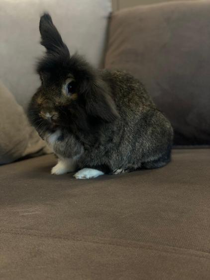 Luxuria Residence | Code MY032-02  |  620EUR+TVA - 31