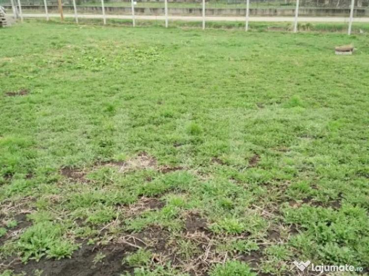 Teren intravilan de vanzare in Calarasi langa Turda! - 1