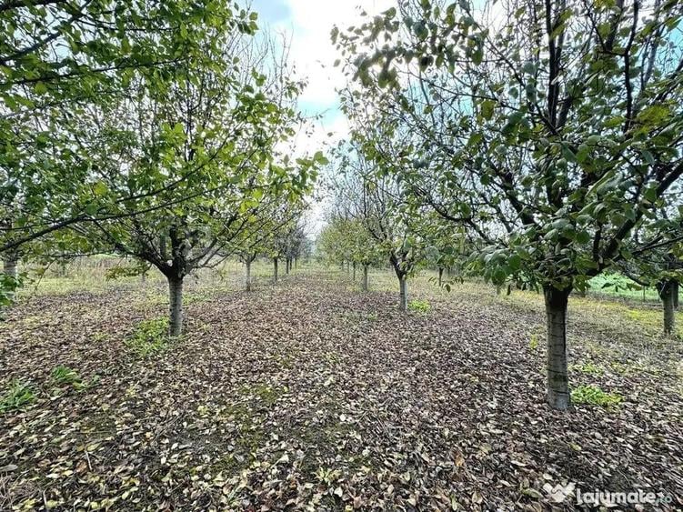 Livada+gradina, teren intravilan 2902mp, Damienesti-Bacau... - 6