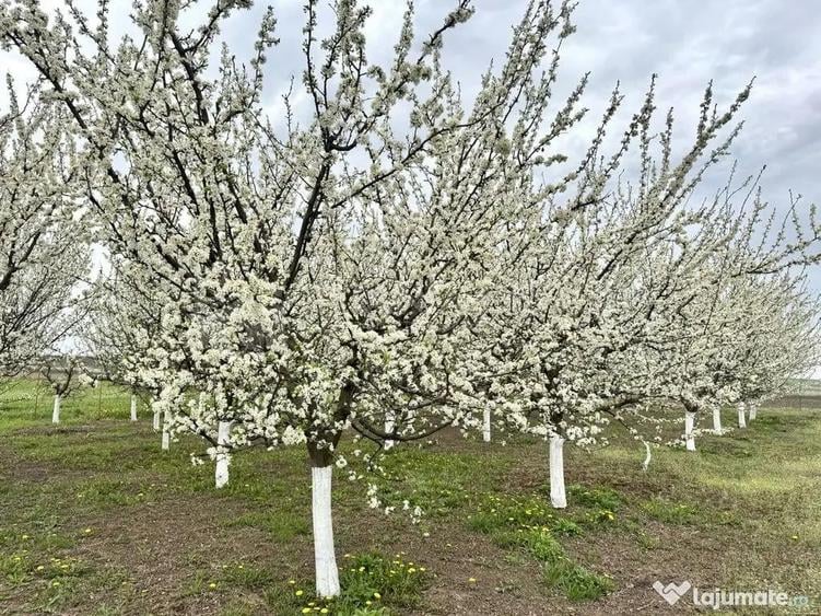 Livada+gradina, teren intravilan 2902mp, Damienesti-Bacau... - 2