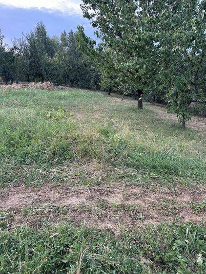 Teren intravilan parcele de vanzare in Cihei - Sanmartin - 9