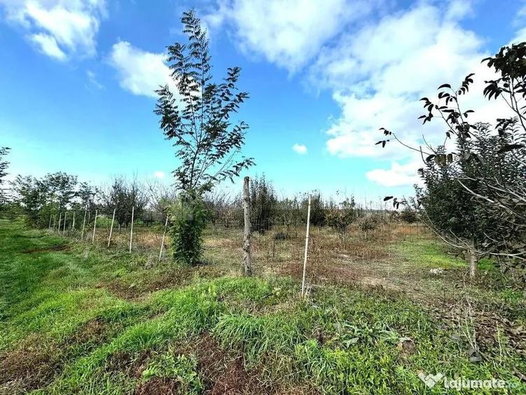 Livada+gradina, teren intravilan 2902mp, Damienesti-Bacau... - 9