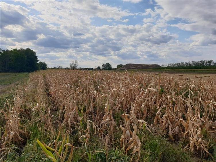 Teren extravilan in Santion - 3