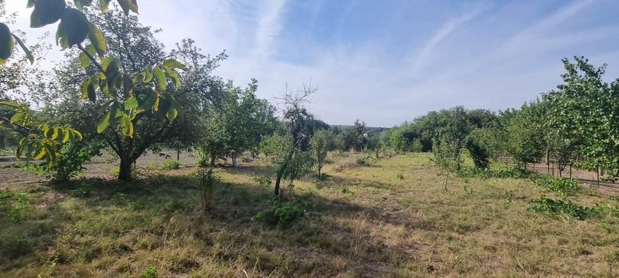 Teren Construcții intravilan de 2000 mp, în Comana