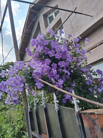 Vand casa in Dascalu, IF - 3