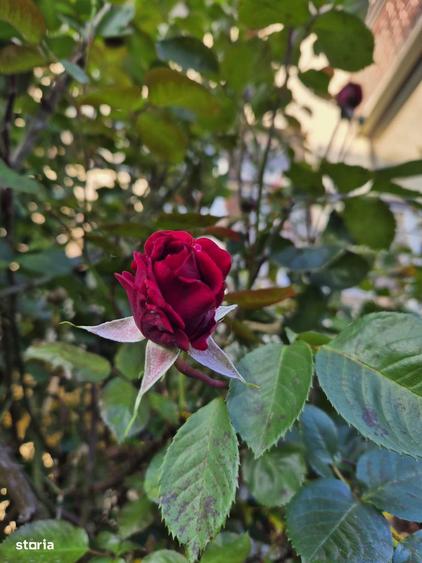 Vila superba, direct de la proprietar - 11