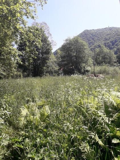 Teren Rusca  - Caras Severin - 2