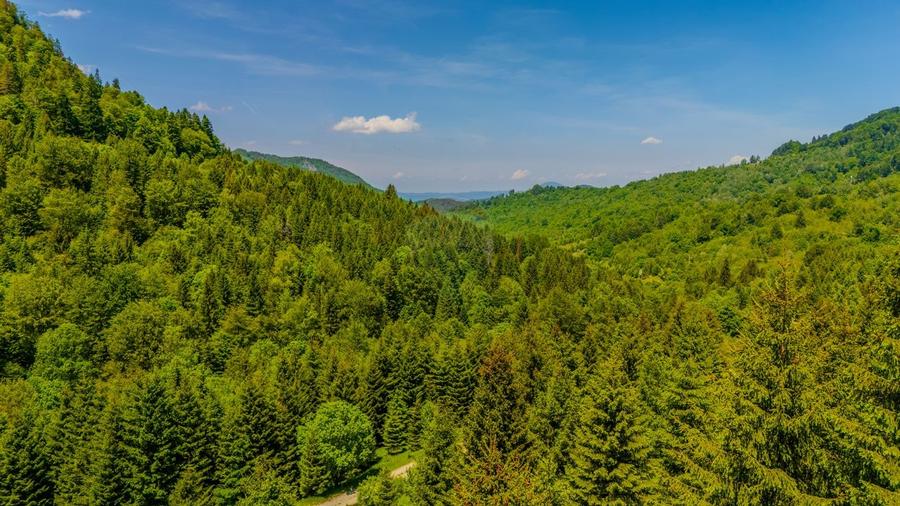 Teren extravlan 14,400mp Paraul Rece / Strada 3 brazi - 10